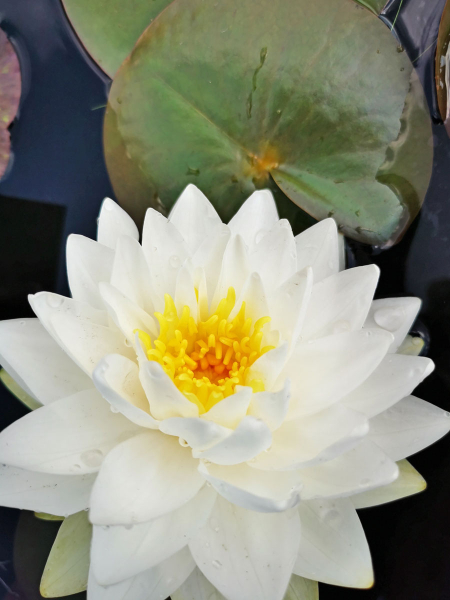 Preview: Seerose - Nymphaea Gonnere